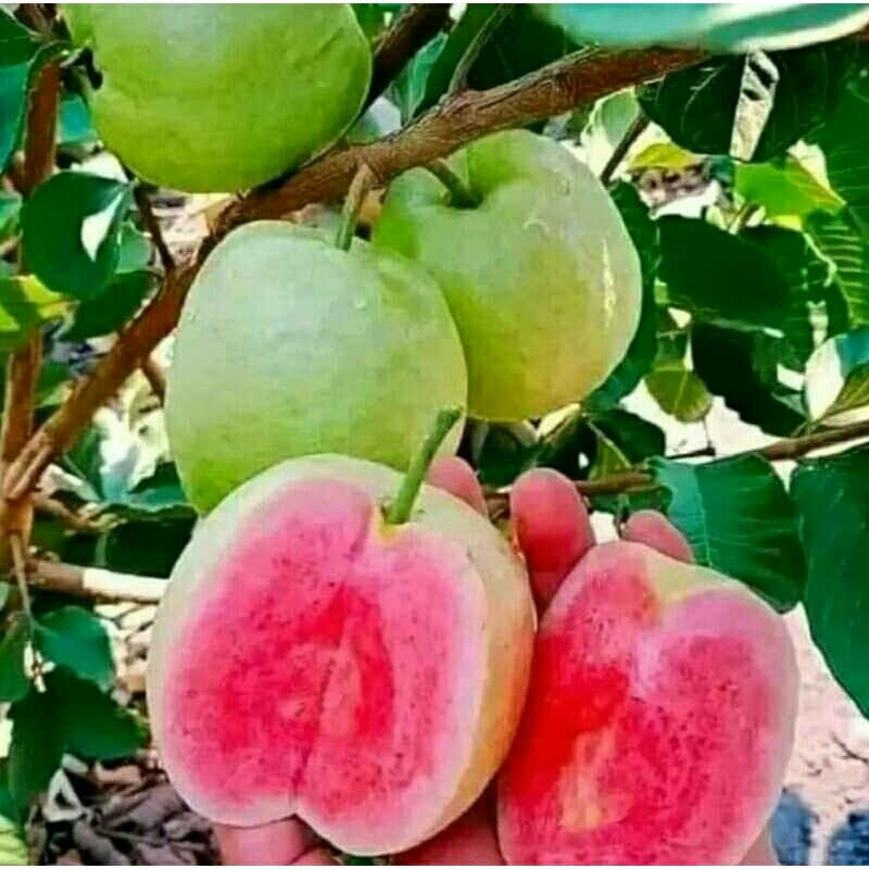 Jual Bibit Jambu Biji Kristal Merah Jumbo Rasa Manis Renyah Asal Fresh Cangkok Lebih Cepat