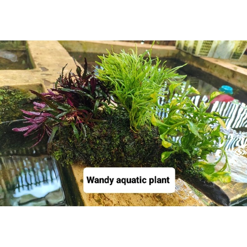 Jual kayu rentek full tanaman+moss | Shopee Indonesia