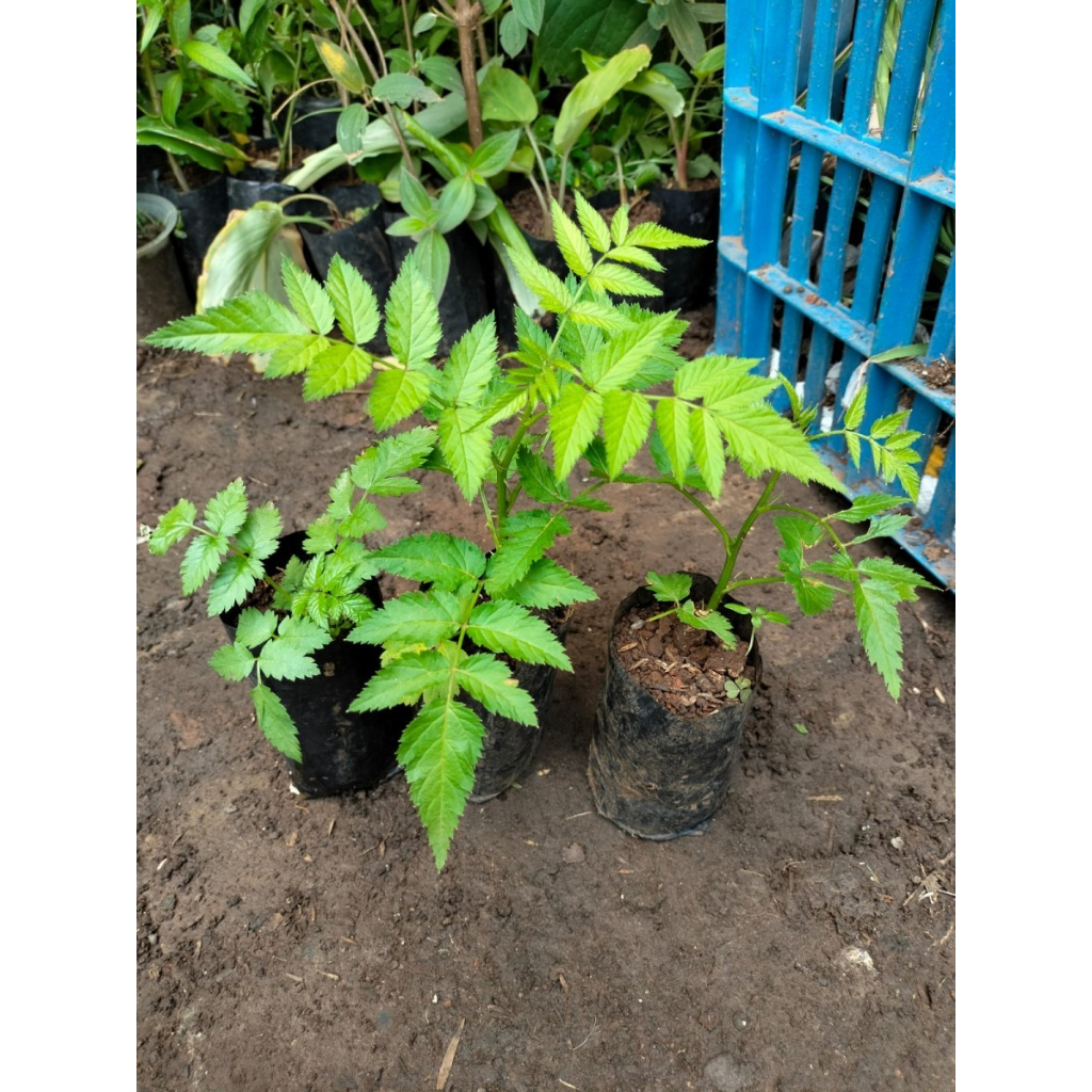 Jual benih Tanaman Raspberry - Pohon Buah Raspberry - Buah Arbei ...