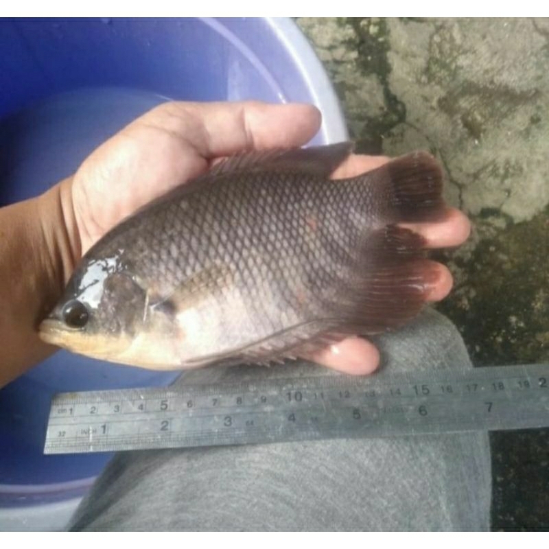 Jual Bibit Ikan Gurame Soang Ukuran Jari Shopee Indonesia