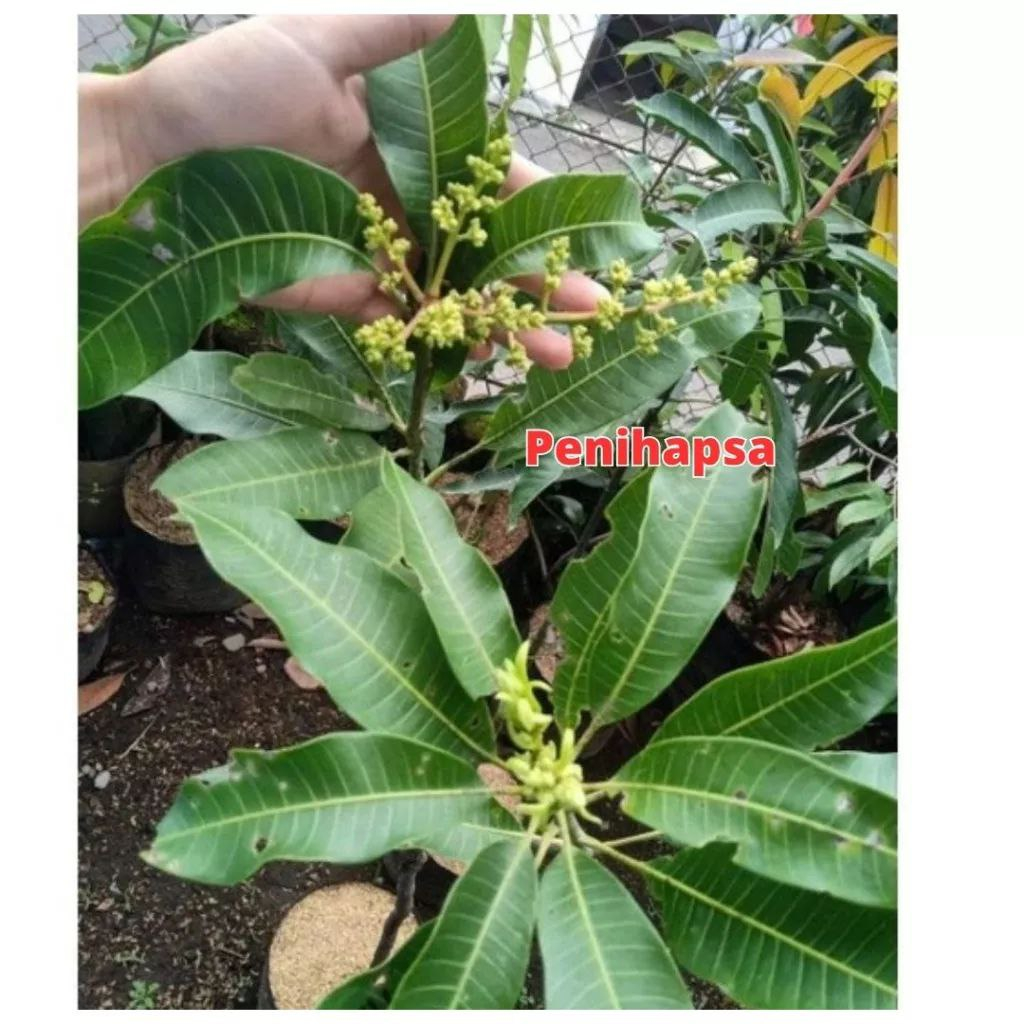 Jual Bibit Mangga Namdokmai Mun Golden Sudah Berbunga Rimbun | Shopee ...