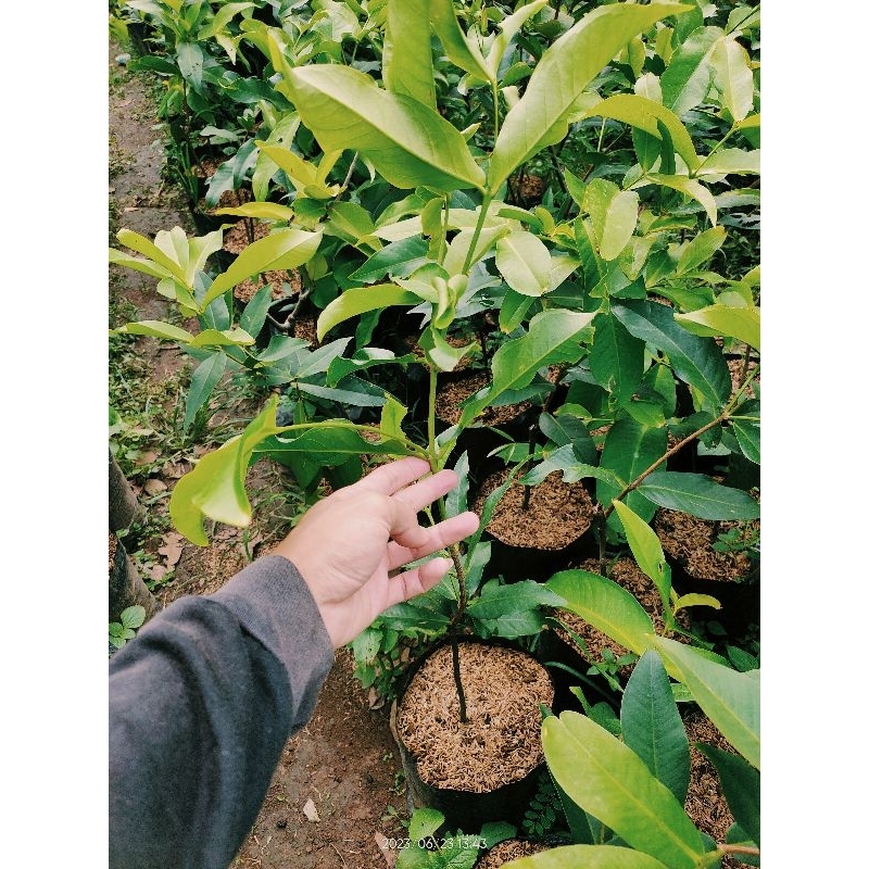 Jual Bibit Pohon Jambu Air Citra Madu Deli Tanaman Buah Jambu Hijau Shopee Indonesia