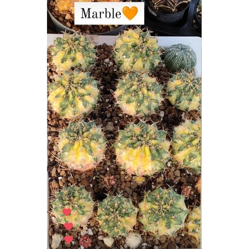 Jual Gymno Marble koleksi variegata | Shopee Indonesia