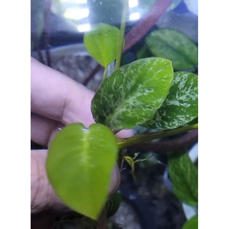 Jual Anubias Bartery Tanaman Hias Aquascape Barteri Shopee Indonesia