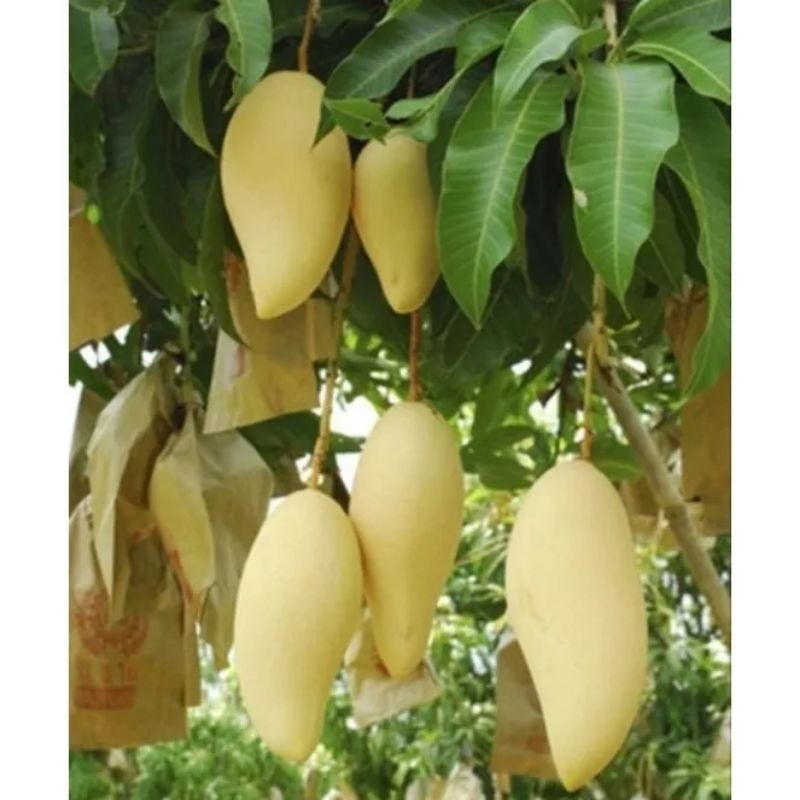 Jual Bibit Mangga Namdokmay Golden Okulasi Tinggi 1 Meter | Shopee ...