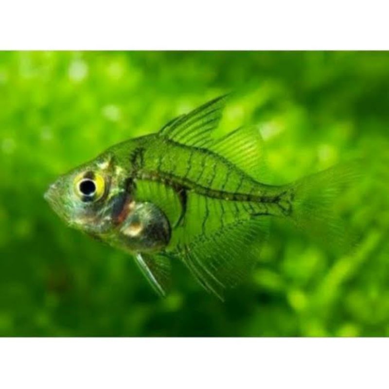 Jual ikan ambasis kaca | Shopee Indonesia