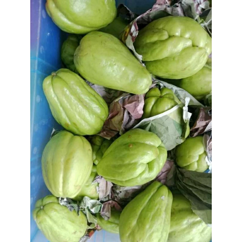 Jual Labu Siam Segar 1 kg | Shopee Indonesia