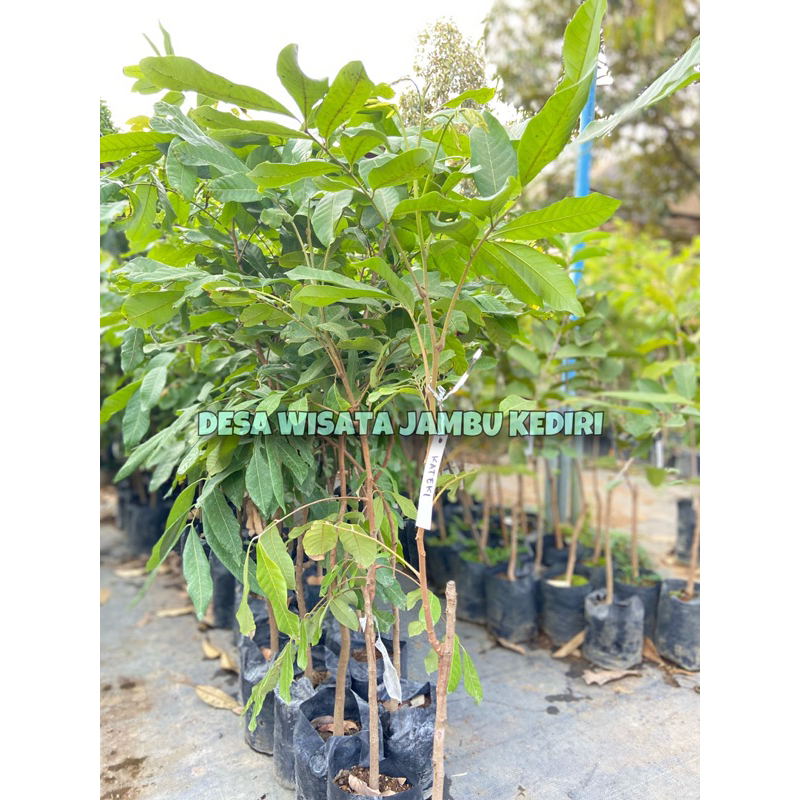 Jual BIBIT KELENGKENG DESA WISATA JAMBU KEDIRI | Shopee Indonesia