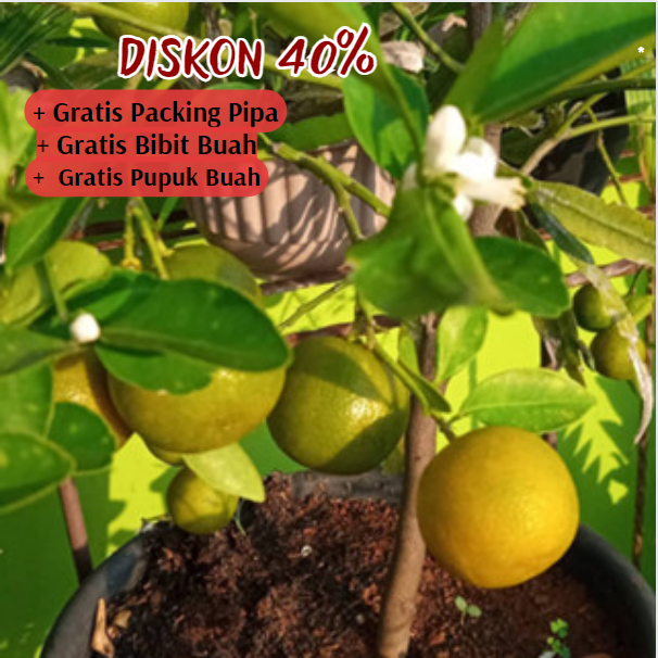 Jual Pohon Jeruk Kasturi Bibit Super Unggul Asli Shopee Indonesia 3718