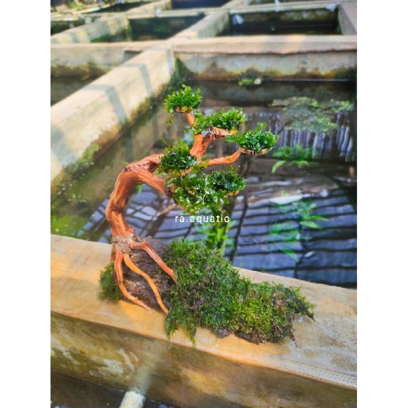 Jual kayu rentek media bonsai full mos hiasan aquarium | Shopee Indonesia