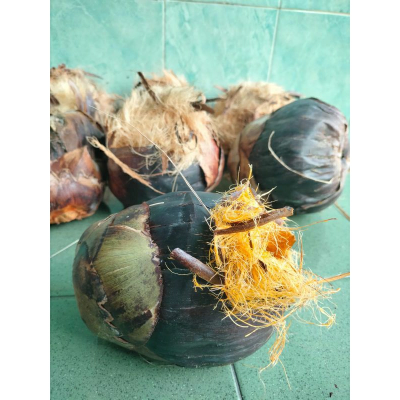 Jual Siwalan tua (bibit isi 3) | Shopee Indonesia