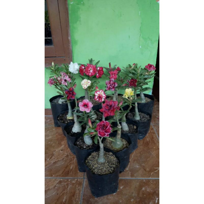 Kupang Jual Bunga Adenium Online: Menggapai Pasar Nasional dari Timur