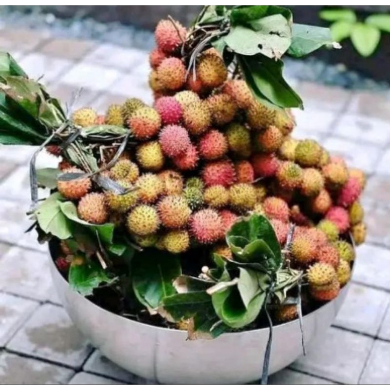Jual bibit rambutan rapiah tinggi 1 meter | Shopee Indonesia