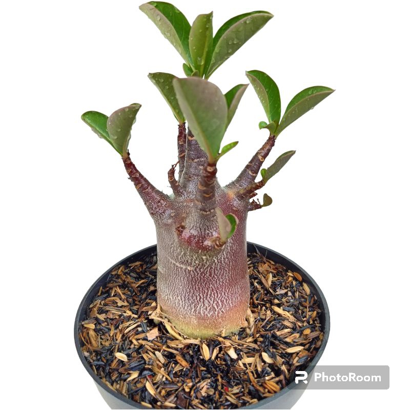 Jual Adenium ID.DDC ( Black skin ) | Shopee Indonesia