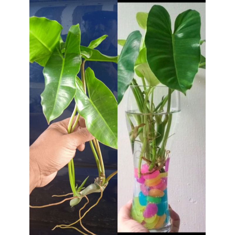 Peromo Tanaman hias philodendron burlemarx / philo brekele