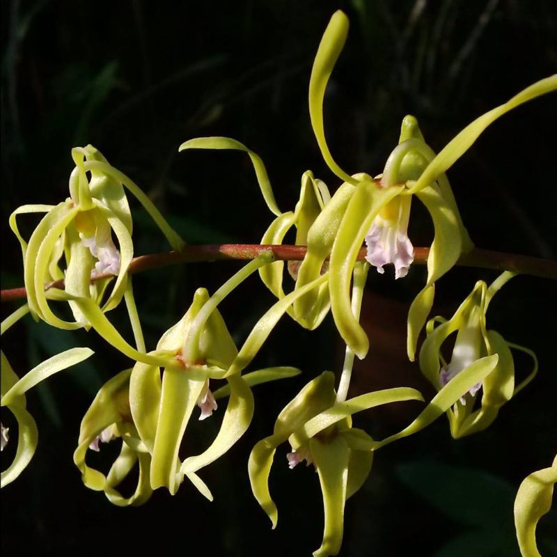 Jual Botolan Dendrobium hamiferum | Shopee Indonesia