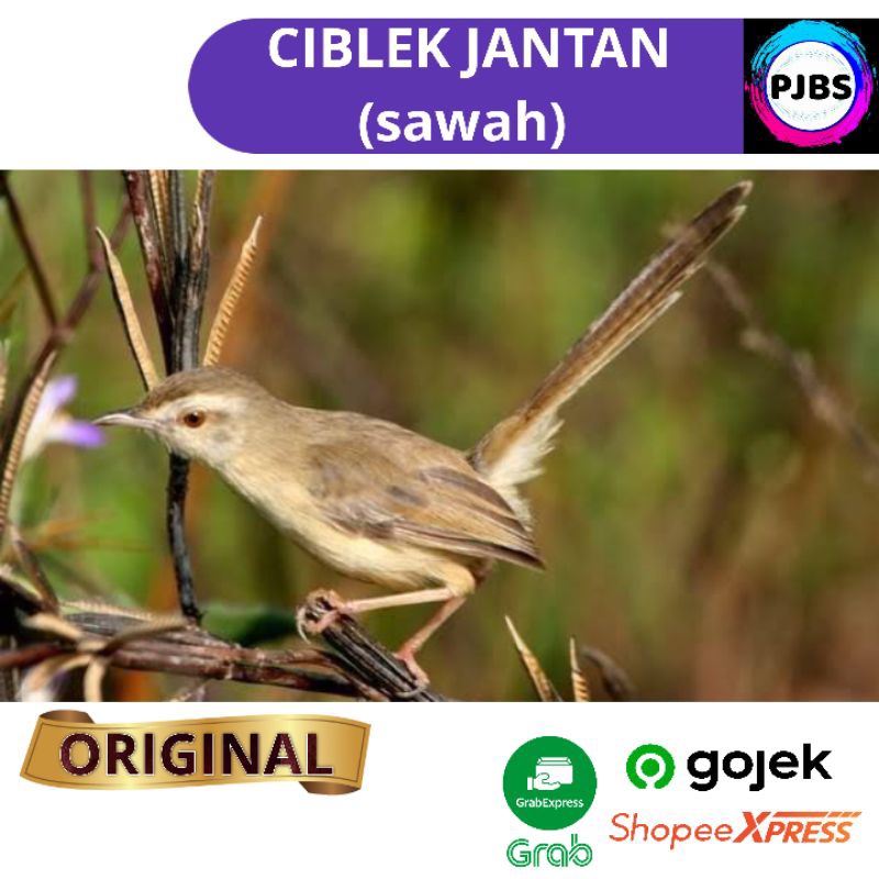 Jual Burung Korlap Harga Terbaik & Termurah April 2024 ...