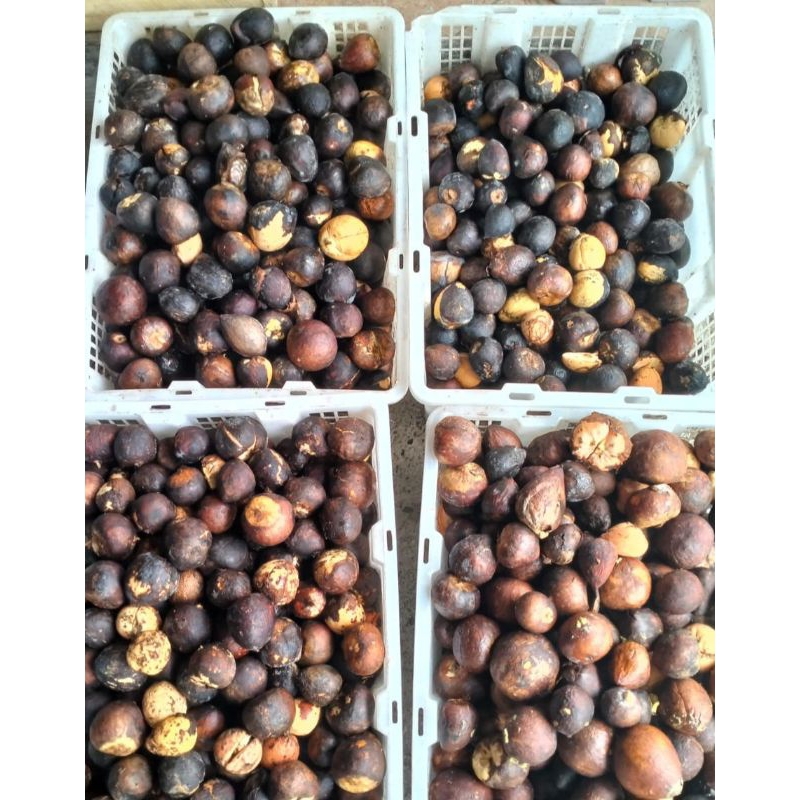 Jual biji alpukat isi 50 biji berat 2 kg | Shopee Indonesia