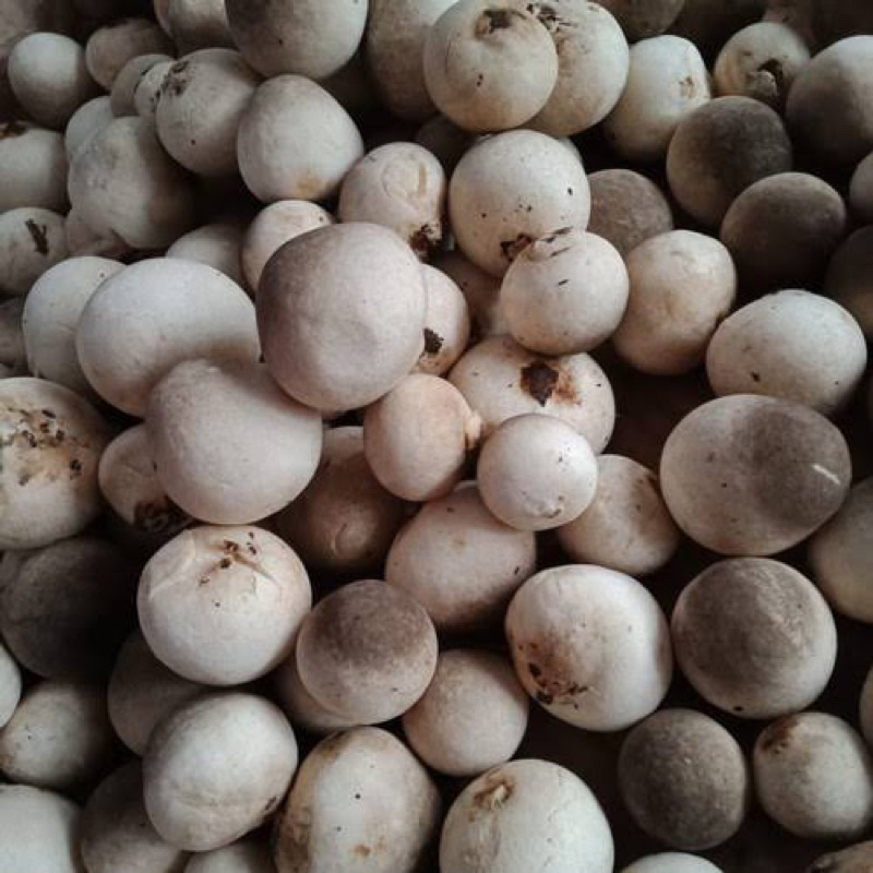 Jual Jamur Kancing/ Jamur Merang Fresh Shopee Indonesia