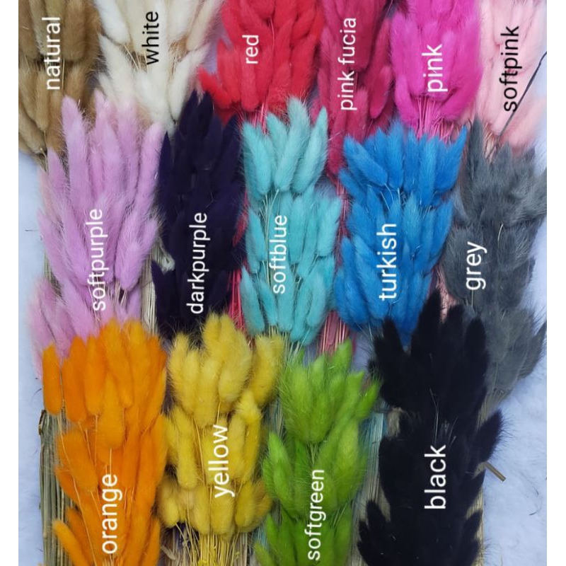 Jual Pcs Lagurus Bunny Tail Dried Flower Bunga Kering Import Hiasan