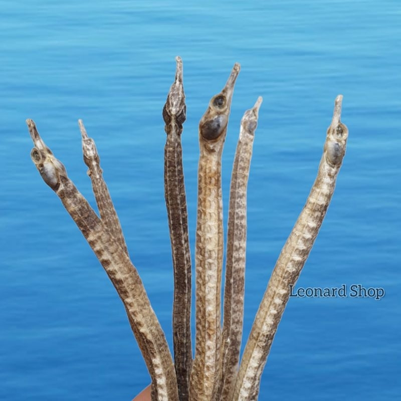 Jual NAGA LAUT KECIL GRADE A SUPER / JARUM LAUT KERING HAI LONG HERBAL ...