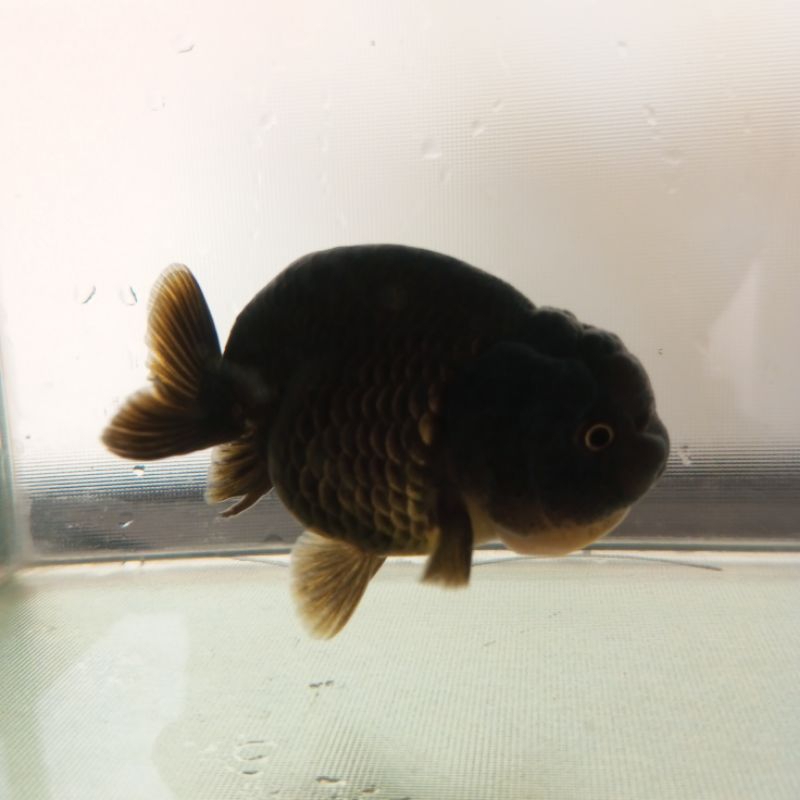 Jual Ikan hias Mas Koki Ranchu Lionchu rancu Black Hitam HIGH QUALITY ...