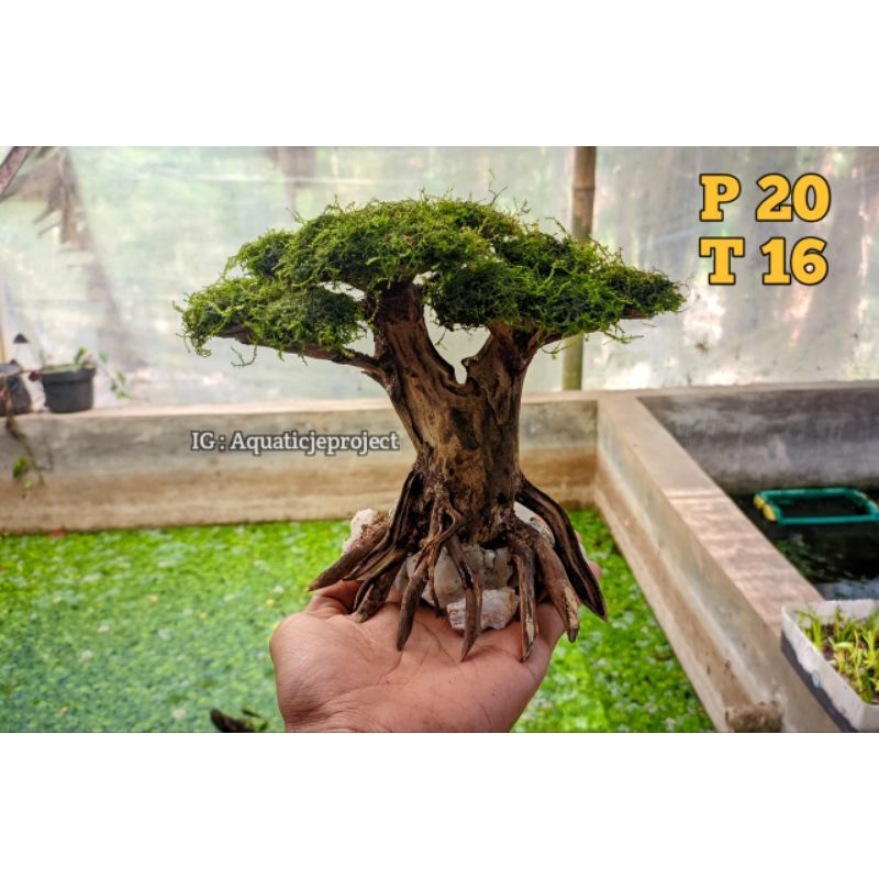 Jual Hardscape Bonsai aquascape aquarium murah Shopee Indonesia