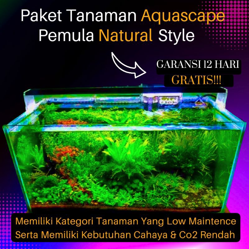 Jual Paket Tanaman Pemula Natural Style Low Light Low Co Paket