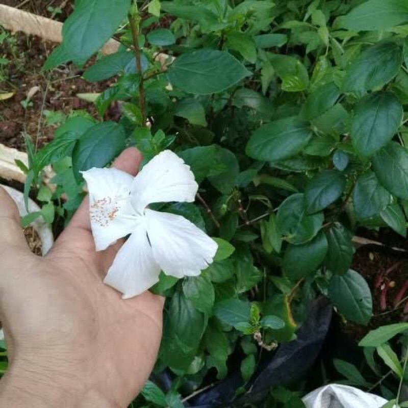 Jual Tanaman Hias Bunga Sepatu Ribang Putih ( Beli 10 Bonus 2 Pohon ...