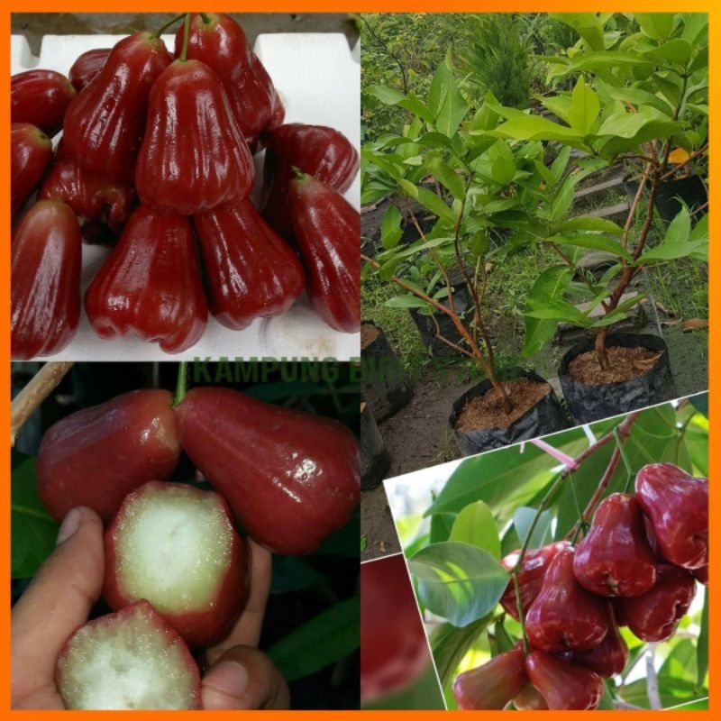 Bibit Jambu Air Citra Jumbo Hasil Okulasi Cepat Berbuah Berkualitas