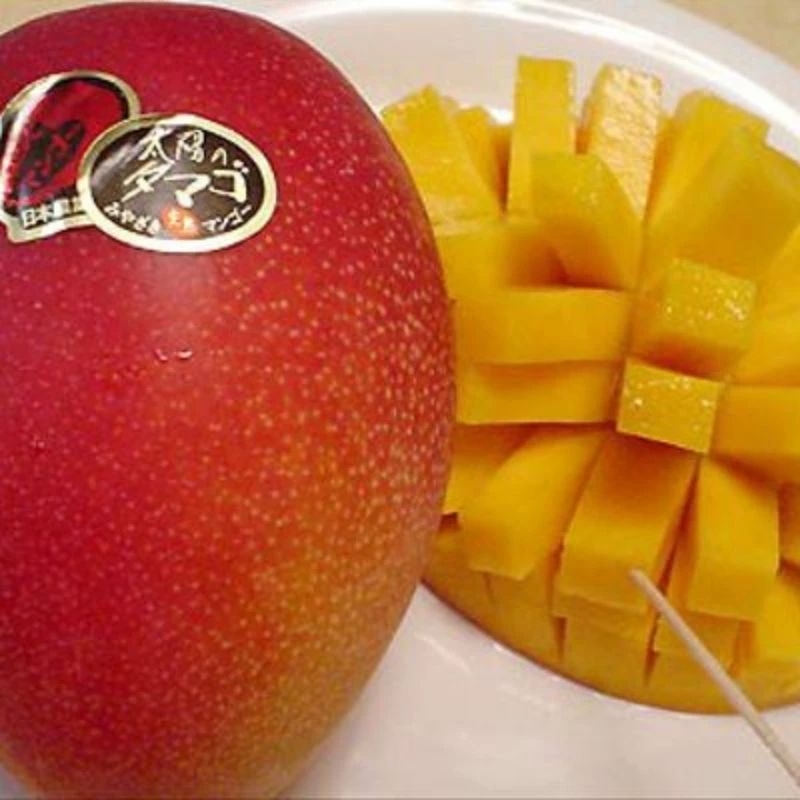 Jual Bibit Mangga Miyazaki Red Golden Super Cepat Berbuah | Shopee ...