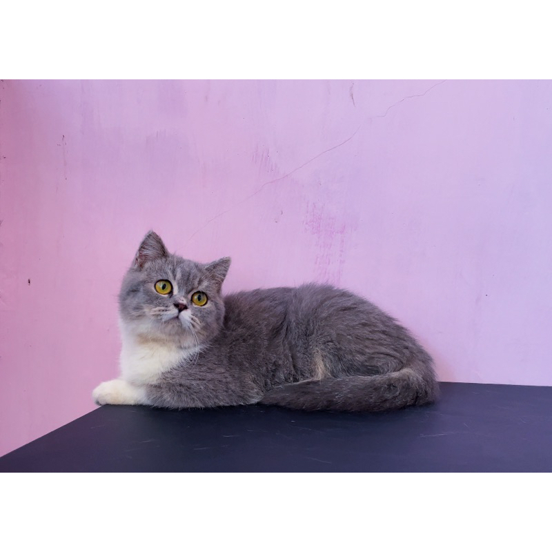Jual kucing kitten british shorthair betina Non ped | Shopee Indonesia