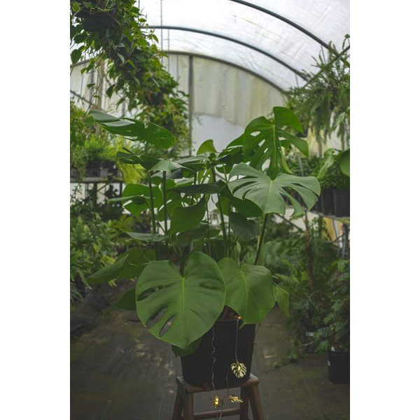 Jual Tanaman Hias Monstera Deliciosa Monstera Borsigiana Monstera King Shopee Indonesia