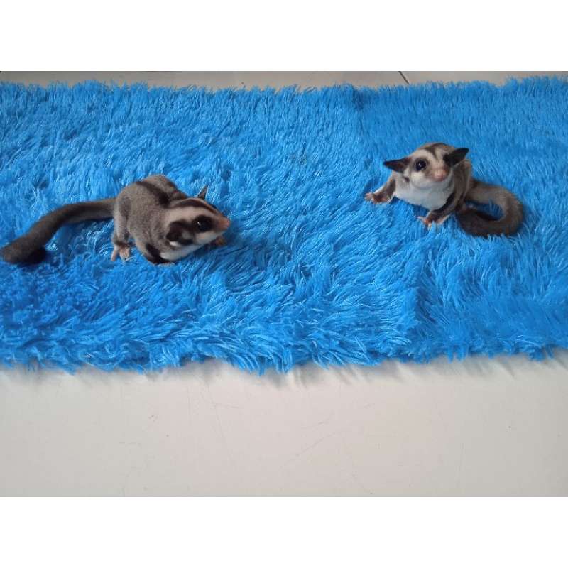 Jual Joey Sugar Glider Classic Grey Shopee Indonesia