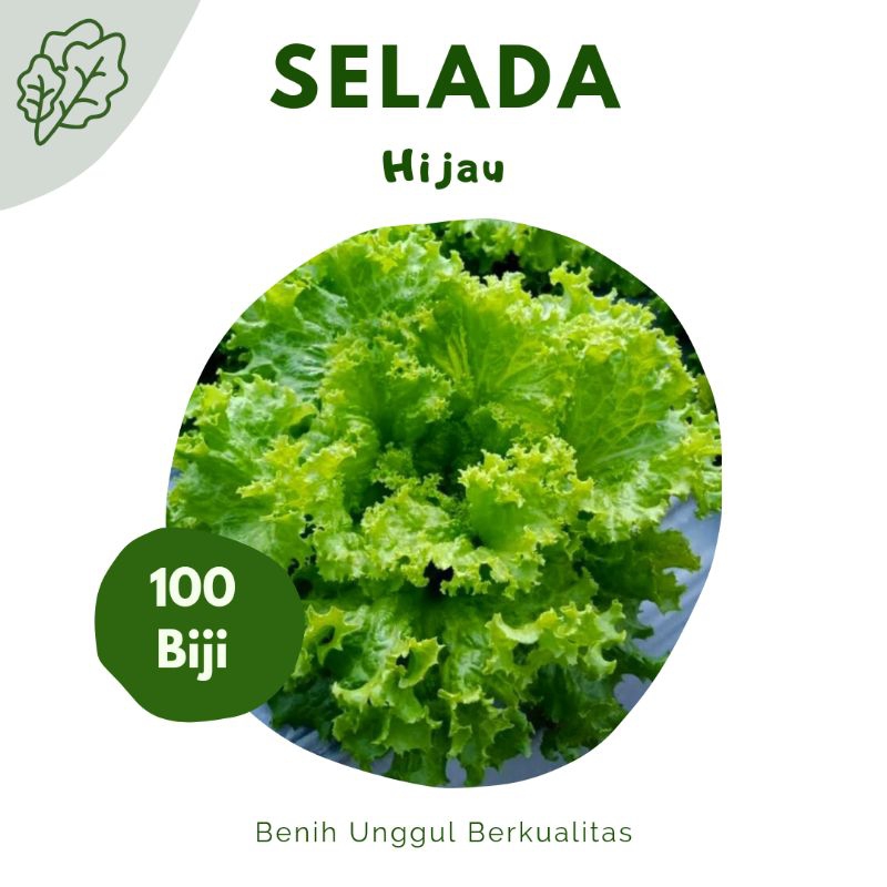 Jual 100 Biji Benih Selada Hijau Kriebo Berkualitas - Repack Bintang ...