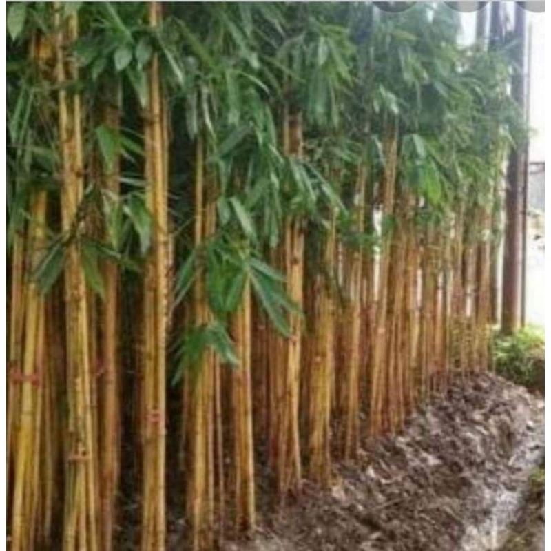 Jual pohon bambu kuning rumpun | Shopee Indonesia