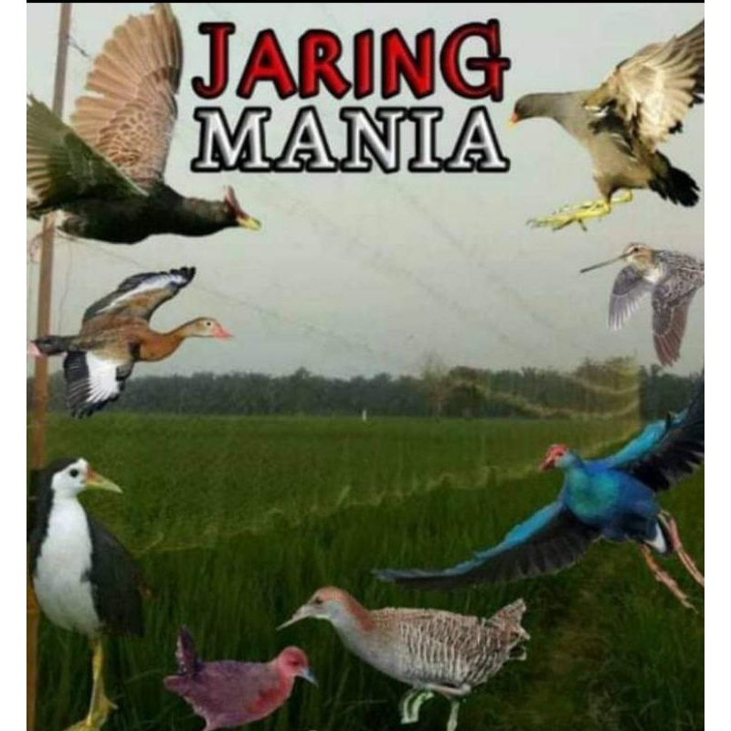 Jaring Burung Emprit Warna Hitam: Kualitas dan Manfaatnya