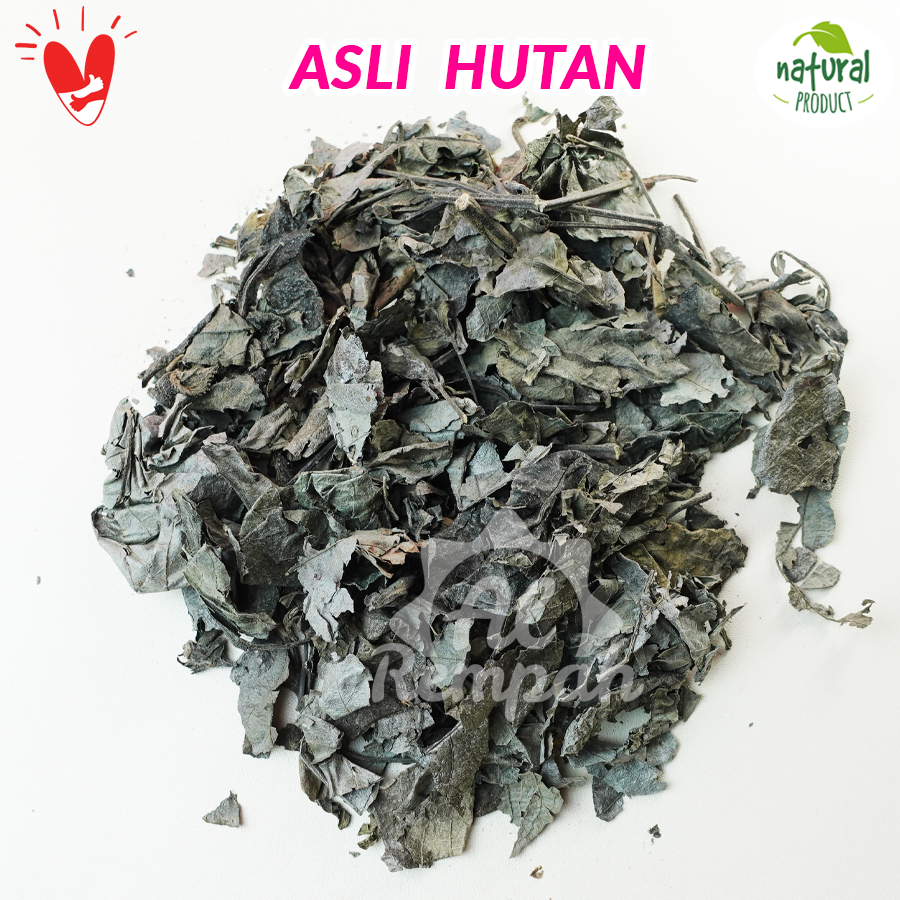 Jual Daun Kejibeling / Pecah Beling Kering 1kg Asli Hutan | Shopee ...