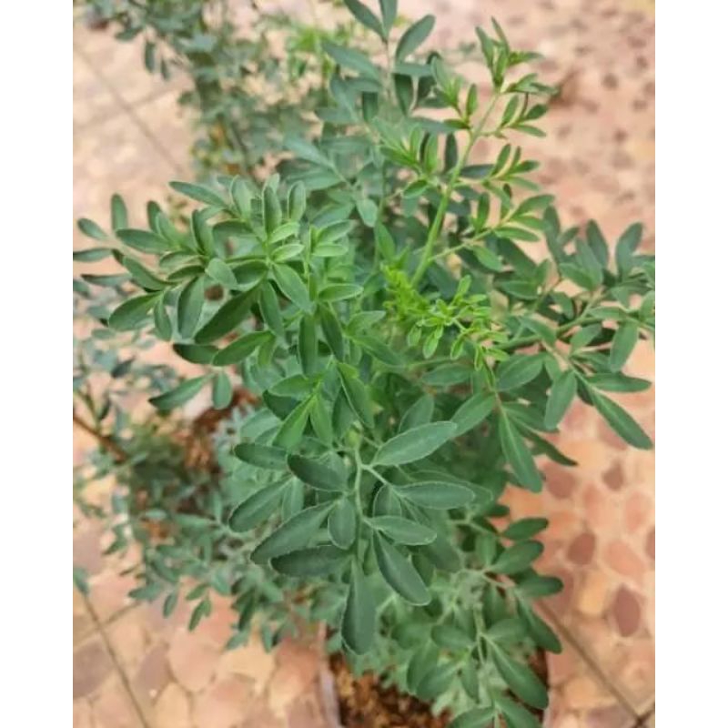 Jual MINYAK KAYU PUTIH RENDAMAN DAUN CAO CAO /INGGU 150ML | Shopee ...