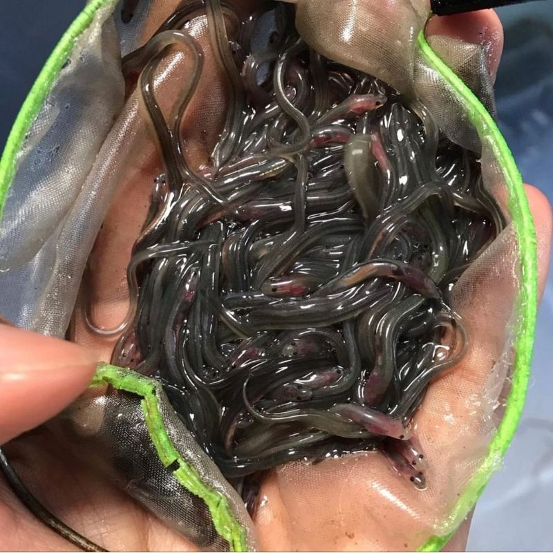 Jual Bibit Sidat Glass Eel/Benih Sidat Glass eel Premium Shopee Indonesia