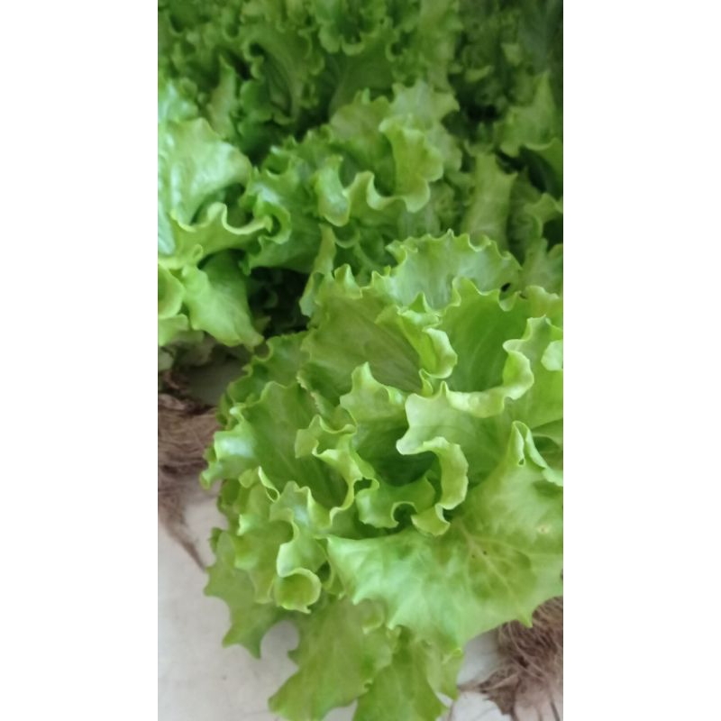 Jual Selada hidroponik. selada siap konsumsi. selada sehat | Shopee ...