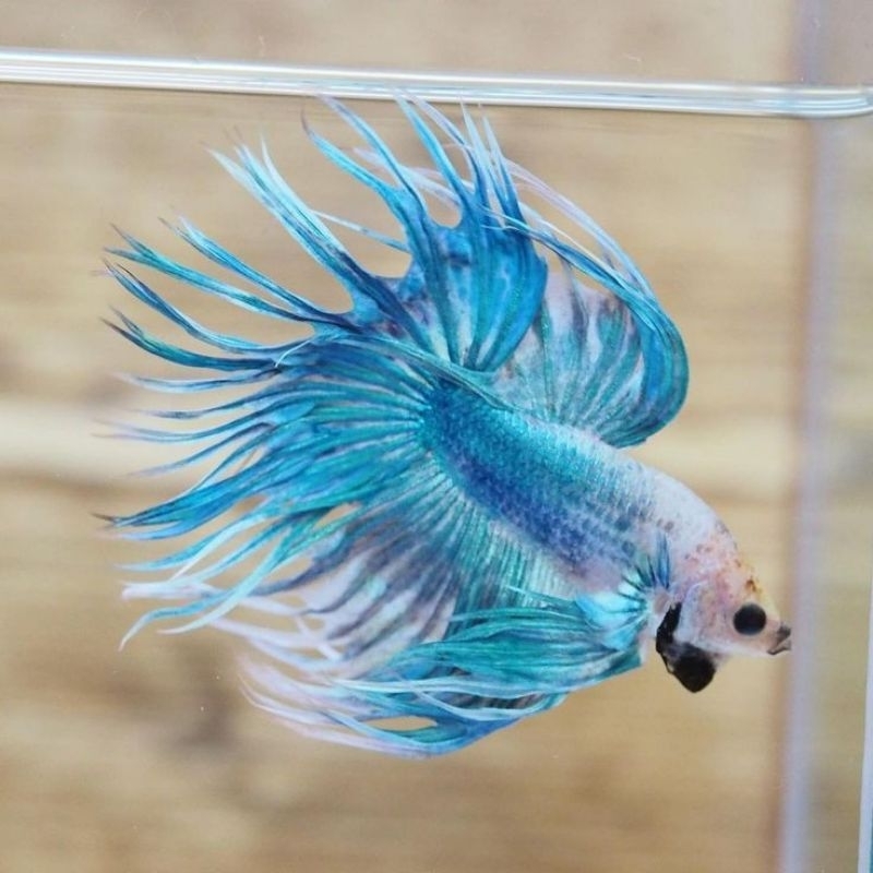 Jual serit ct crowntail | Shopee Indonesia
