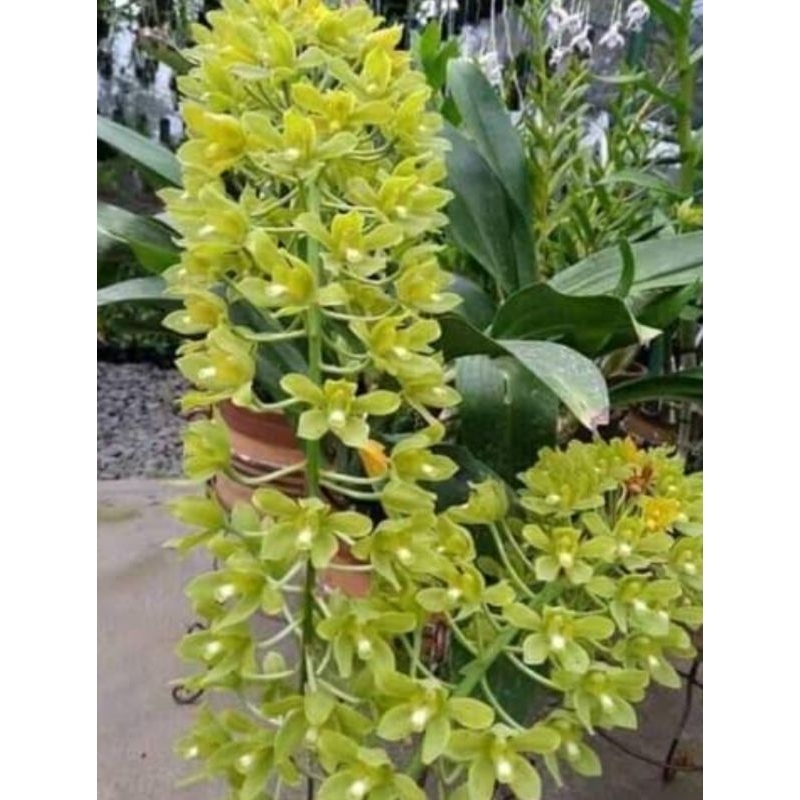 Jual Gramma citrinum | Shopee Indonesia