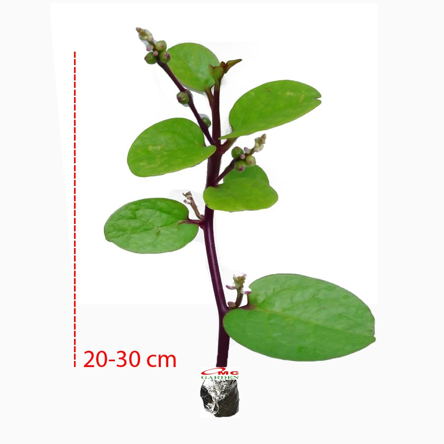 Jual Bibit Benih Binahong Merah Hijau Tanaman Obat Daun Piahong Herbal ...