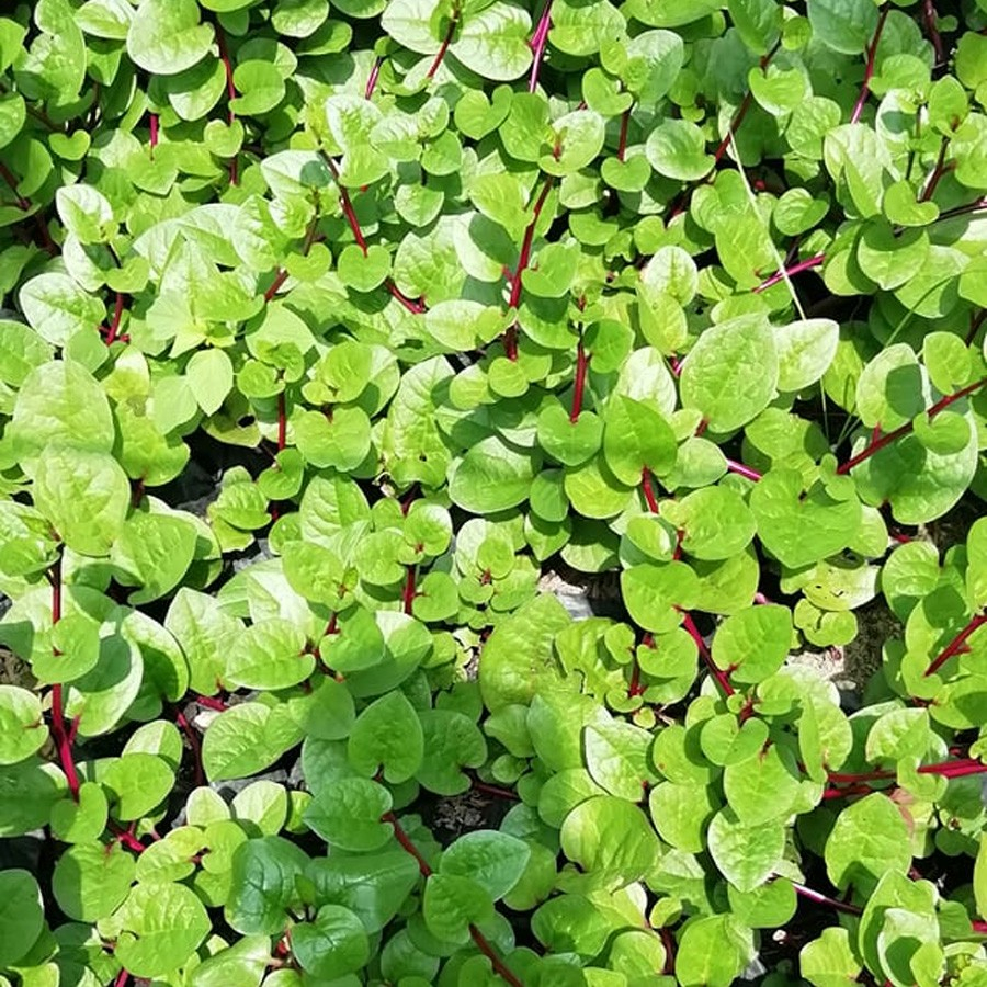 Jual Bibit Benih Binahong Merah Hijau Tanaman Obat Daun Piahong Herbal ...
