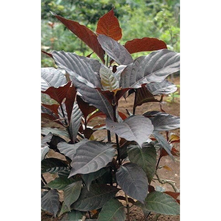 Jual Handelem Handeleum Handeuleum Daun Ungu Bibit Tanaman Hias 3040 ...