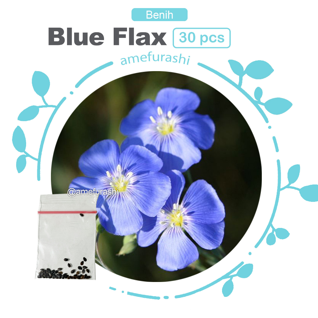 Jual Amefurashi Benih Bibit Biji Bunga Blue Flax Flower Biji Blue