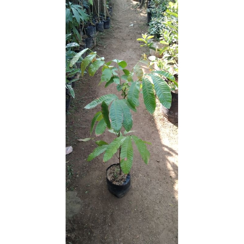 BIBIT BUAH MATOA / POMETIA PINNATA