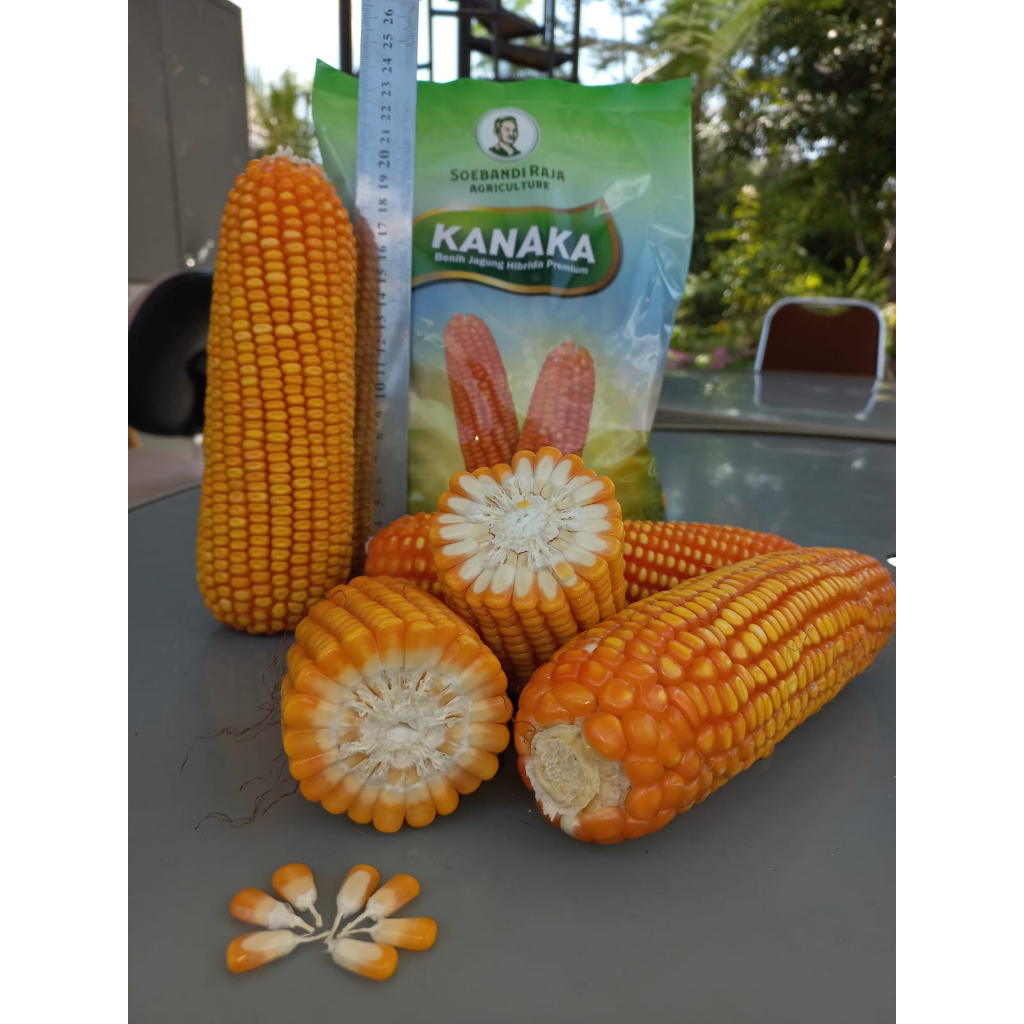 Benih Jagung Hibrida