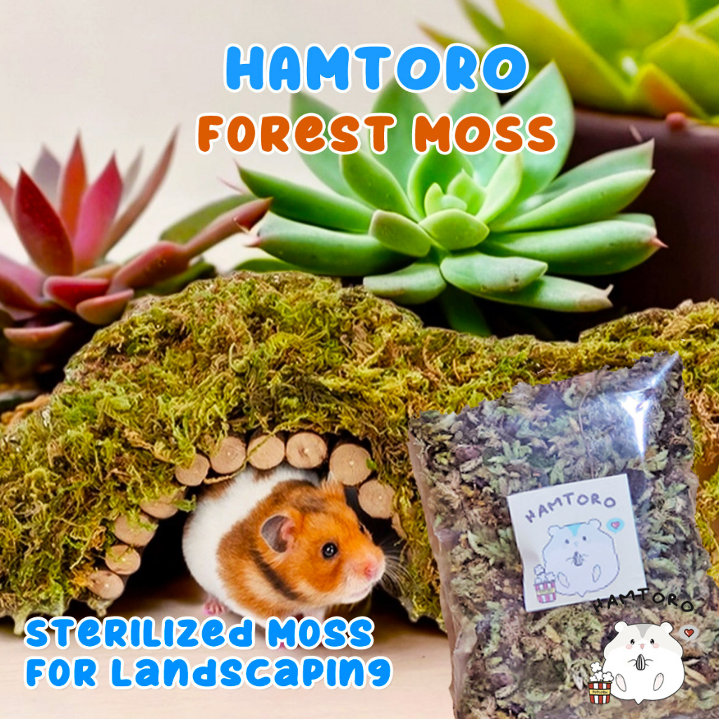Jual Forest Moss/Lumut Hutan Kering Dekorasi,Sarang,Bedding Hamster